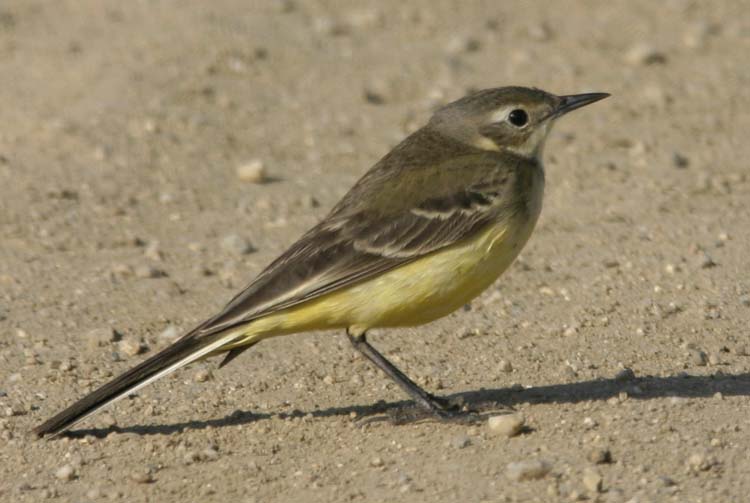 Cutrettola Motacilla flava e combattente Philomachus pugnax